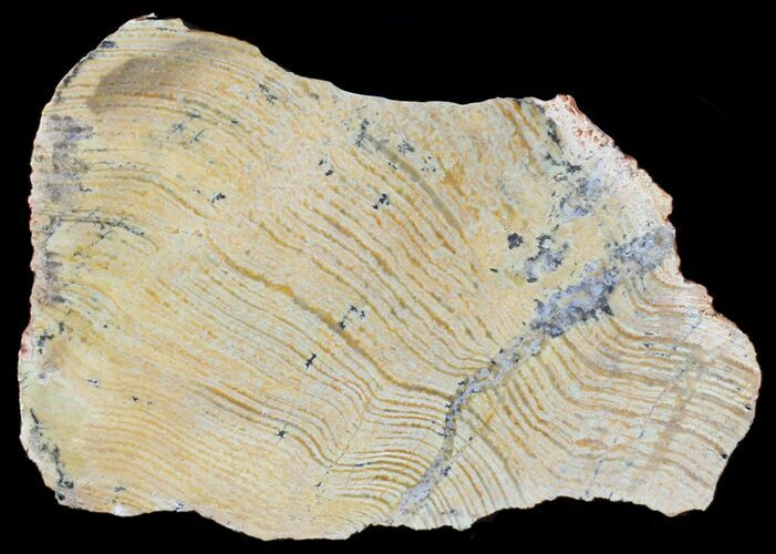 Strelley Pool Stromatolite - Oldest Known Life ( Billion Years) #39048